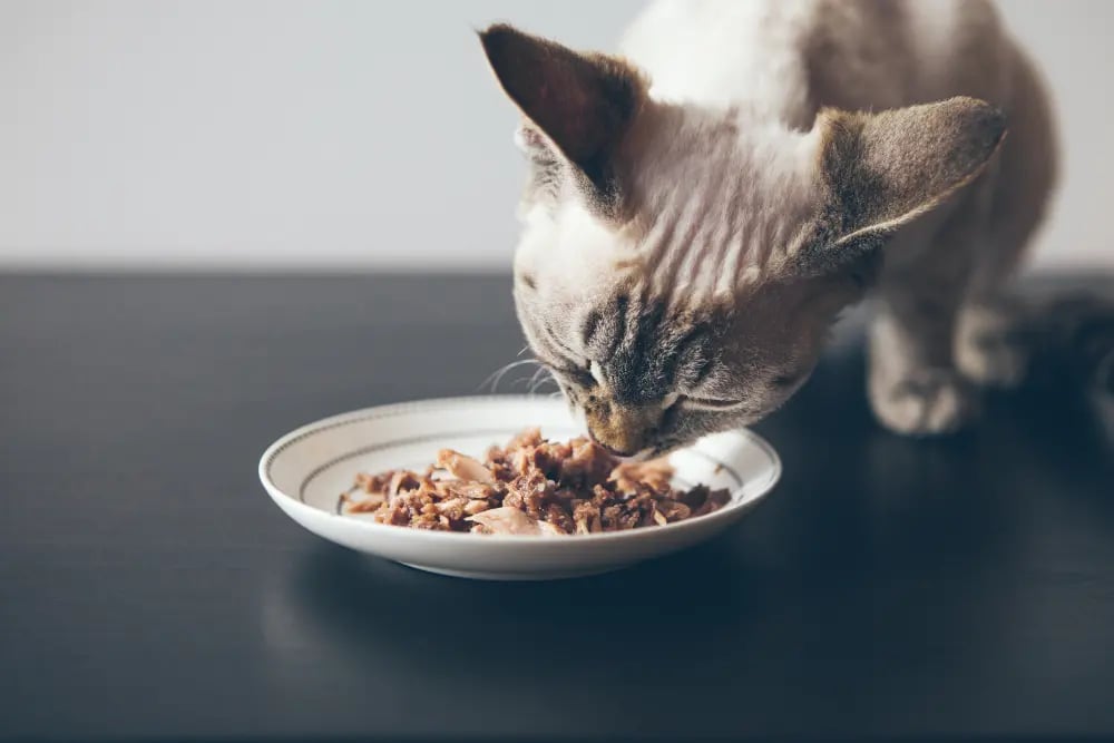 Best wet hot sale cat food canada